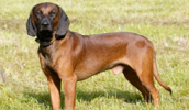 Bayerischer Gebirgsschweißhund Information, Bilder, Preis