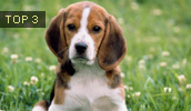 Beagle Information, Bilder, Preis