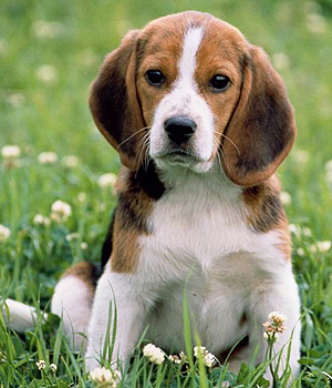 Beagle Information, Bilder, Preis