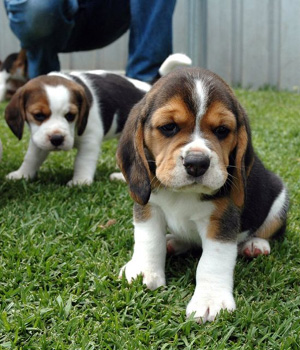 Beagle Information, Bilder, Preis