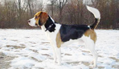 Beagle Harrier Information, Bilder, Preis