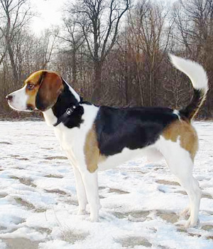 Beagle Harrier Information, Bilder, Preis