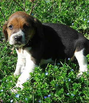 Beagle Harrier Information, Bilder, Preis