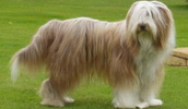 Bearded Collie Information, Bilder, Preis