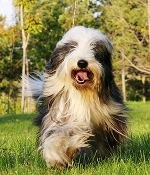 Bearded Collie Information, Bilder, Preis