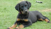 Beauceron Information, Bilder, Preis