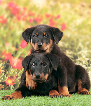 Beauceron Information, Bilder, Preis