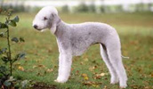 Bedlington Terrier Information, Bilder, Preis