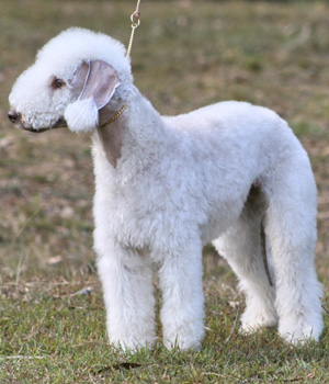 Bedlington Terrier Information, Bilder, Preis