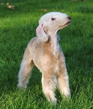 Bedlington Terrier Information, Bilder, Preis