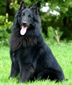 Belgian Shepherd Dog (Groenendael) Information, Bilder, Preis