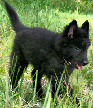 Belgian Shepherd Dog (Groenendael) Information, Bilder, Preis