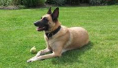 Belgian Shepherd Malinois Information, Bilder, Preis