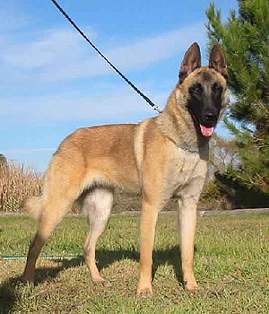 Belgian Shepherd Malinois Information, Bilder, Preis