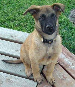 Belgian Shepherd Malinois Information, Bilder, Preis