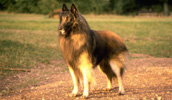 Belgian Shepherd Tervuren Information, Bilder, Preis