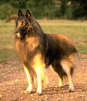 Belgian Shepherd Tervuren Information, Bilder, Preis