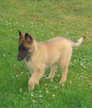 Belgian Shepherd Tervuren Information, Bilder, Preis