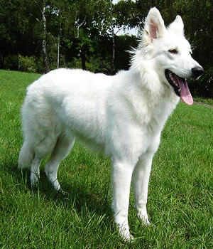 Berger Blanc Suisse Information, Bilder, Preis