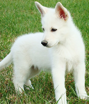 Berger Blanc Suisse Information, Bilder, Preis