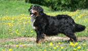 Berner Sennenhund Information, Bilder, Preis