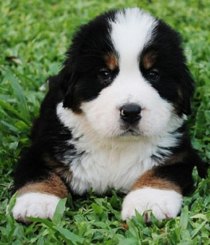 Berner Sennenhund Information, Bilder, Preis