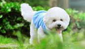 Bichon Frise Information, Bilder, Preis