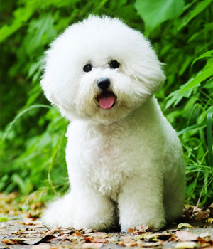 Bichon Frise Information, Bilder, Preis