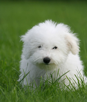 Bichon Frise Information, Bilder, Preis