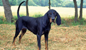 Black and Tan Coonhound Information, Bilder, Preis