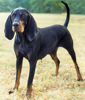 Black and Tan Coonhound Information, Bilder, Preis