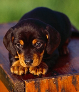 Black and Tan Coonhound Information, Bilder, Preis