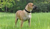 Blackmouth Cur Information, Bilder, Preis