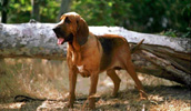Bloodhound Information, Bilder, Preis