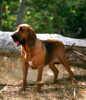 Bloodhound Information, Bilder, Preis