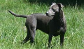 Blue Lacy Information, Bilder, Preis