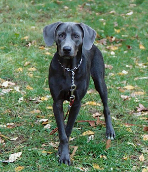 Blue Lacy Information, Bilder, Preis