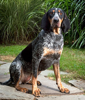 Bluetick Coonhound Information, Bilder, Preis