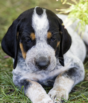 Bluetick Coonhound Information, Bilder, Preis