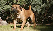 Boerboel Information, Bilder, Preis