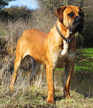 Boerboel Information, Bilder, Preis