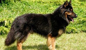 Bohemian Shepherd Information, Bilder, Preis