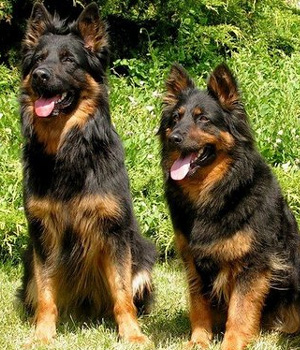 Bohemian Shepherd Information, Bilder, Preis