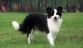 Border Collie Information, Bilder, Preis