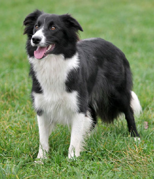 Border Collie Information, Bilder, Preis