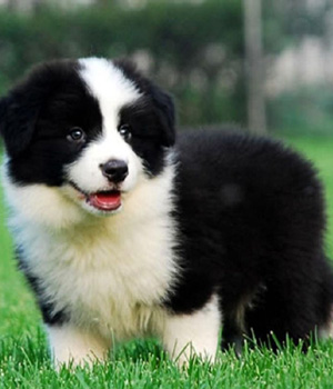 Border Collie Information, Bilder, Preis