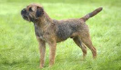 Border Terrier Information, Bilder, Preis