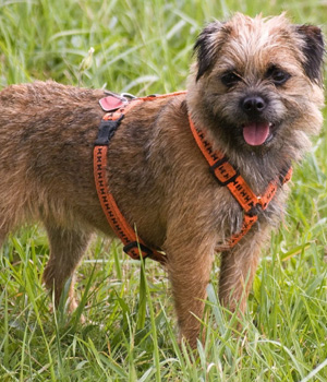 Border Terrier Information, Bilder, Preis