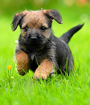 Border Terrier Information, Bilder, Preis