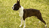 Boston Terrier Information, Bilder, Preis